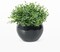 Fake Sage Small Potted Plants – Mini Artificial Succulents Grass Desk Plant in Black Pot for Shelf Decor, Office, Coffee Table, Masculine Home & Indoor Modern Decor
